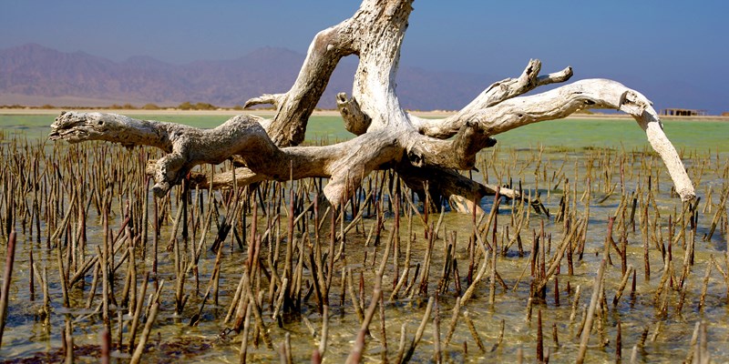 Ras Mohamed Nature Reserve