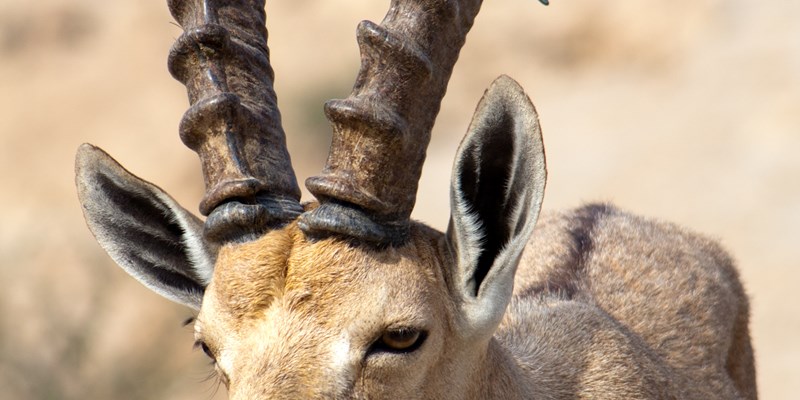 Landscape with sea and mangroves at the Nabq Nature Reserve near Sharma El-Sheikh, Egypt